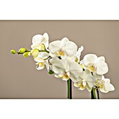 Piardino Schmetterlingsorchidee (Phalaenopsis Hybriden, Topfgröße: 11 cm, Aufrecht) | BAUHAUS