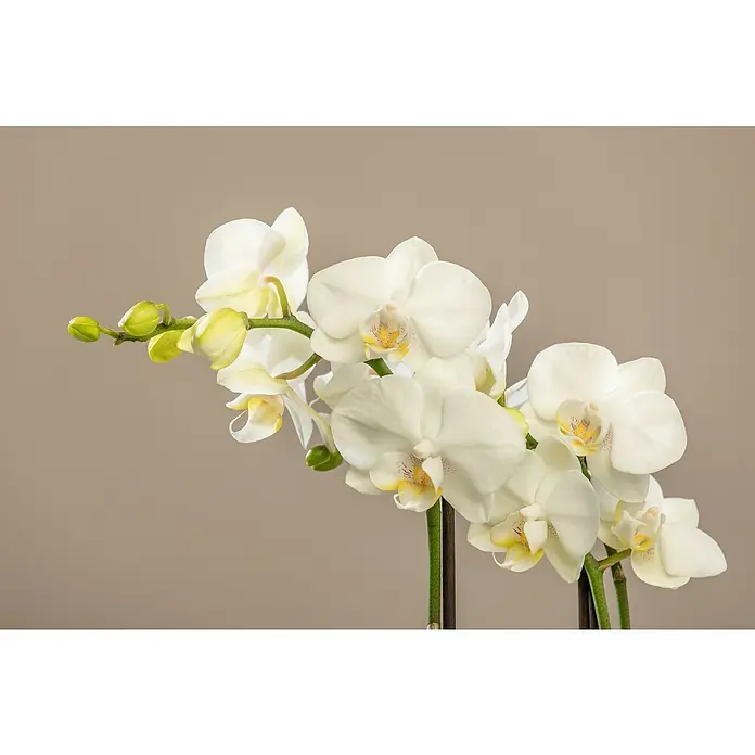 Piardino SchmetterlingsorchideePhalaenopsis Hybriden, Topfgröße: 11 cm, Aufrecht - Nahaufnahme von weißen Orchideenblüten mit gelben Akzenten vor einem sanften, neutralen Hintergrund. Die elegante Schönheit dieser Orchideen wird hervorgehoben.