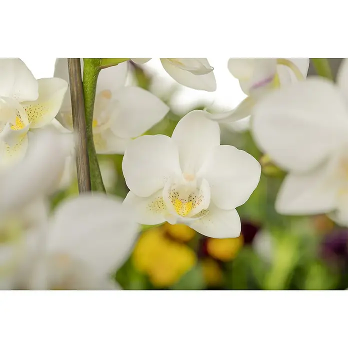 Piardino Schmetterlingsorchidee - Phalaenopsis Hybride, Topfgröße: 9 cm, Aufrecht, Farbe Topf: Silber - Nahaufnahme einer weißen Orchidee mit gelben Akzenten inmitten anderer Blüten, die ihre zarte Schönheit und Eleganz hervorhebt.