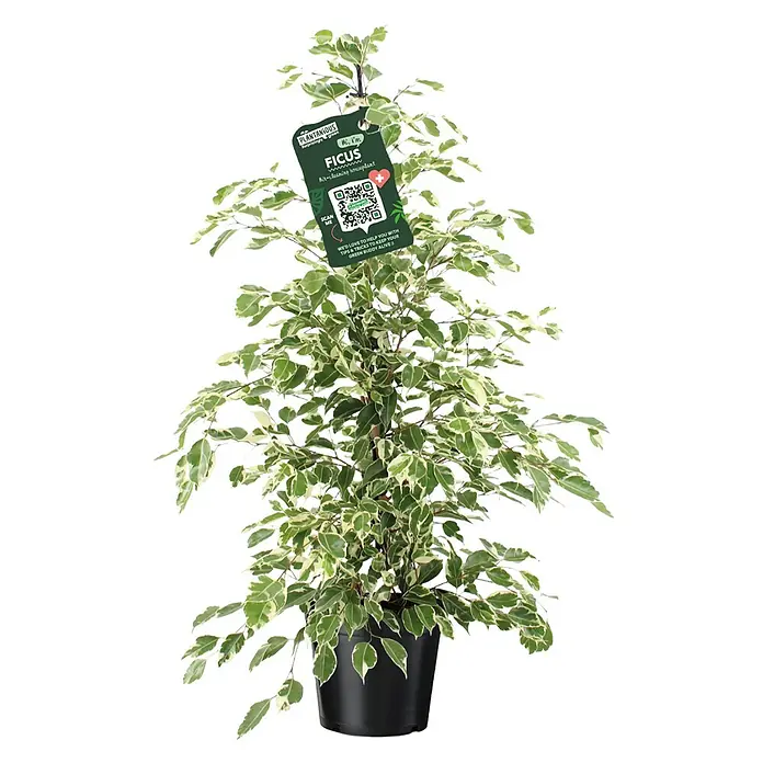 Piardino Birken-Feige - Ficus benjamini 'Twilight', Topfgröße: 21 cm - Nahaufnahme eines Ficus Zimmerpflanze im Topf mit grün-weißen Blättern und einem Etikett.