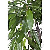 Piardino Birken-Feige (Ficus 'Amstel King', Topfgröße: 21 cm) | BAUHAUS