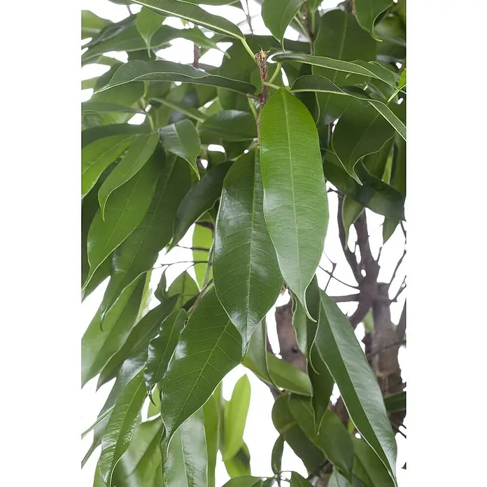 Piardino Birken-FeigeFicus 'Amstel King', Topfgröße: 21 cm - Nahaufnahme eines Ficus benjamina mit glänzenden, grünen Blättern, die das Licht reflektieren und die gesunde Textur der Pflanze hervorheben.