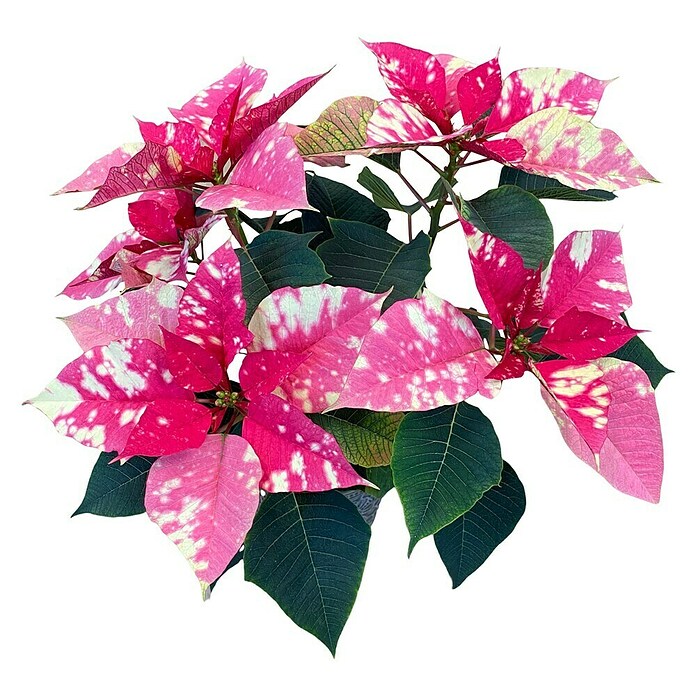 Piardino Weihnachtsstern (Euphorbia pulcherrima, Topfgröße: 13 cm, Rosa) | BAUHAUS