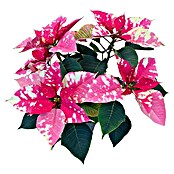 Piardino Weihnachtsstern (Euphorbia pulcherrima, Topfgröße: 13 cm, Rosa) | BAUHAUS