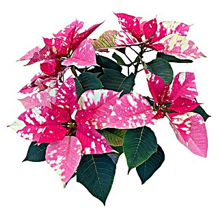 Piardino Weihnachtsstern (Euphorbia pulcherrima, Topfgröße: 13 cm, Rosa)