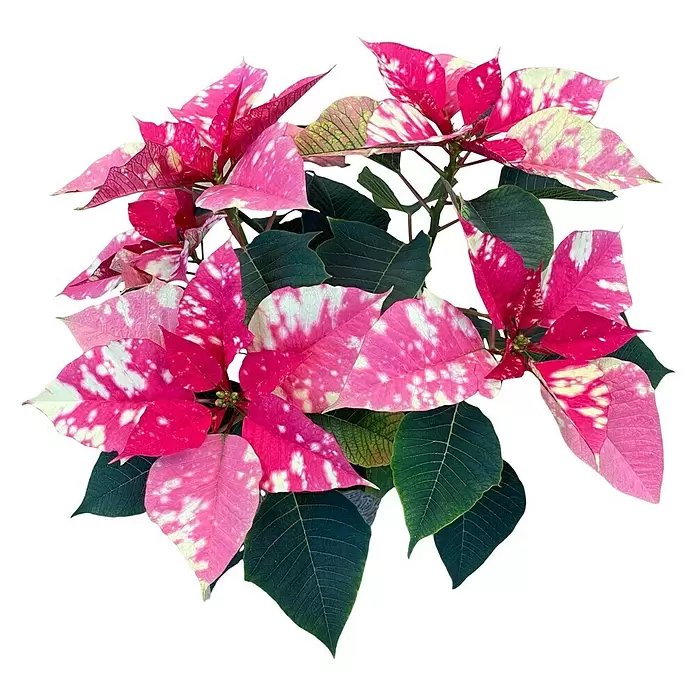Piardino WeihnachtssternEuphorbia pulcherrima, Topfgröße: 13 cm, Rosa