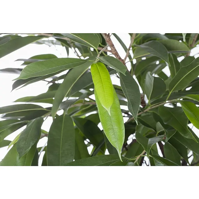 Piardino Birken-Feige - Ficus 'Amstel King', Topfgröße: 21 cm - Nahaufnahme eines Ficus microcarpa 'Ginseng'-Baums mit grünen, länglichen Blättern und einem sichtbar hellen Stamm.
