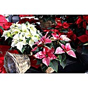 Piardino Weihnachtsstern (Euphorbia pulcherrima, Topfgröße: 13 cm, Rosa) | BAUHAUS