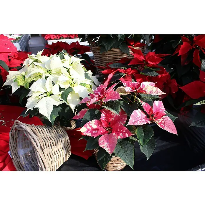 Piardino WeihnachtssternEuphorbia pulcherrima, Topfgröße: 13 cm, Rosa - Nahaufnahme verschiedener Weihnachtssterne, darunter weiße, rote und rosa-weiß gesprenkelte, die in Körben auf einem Tisch stehen.