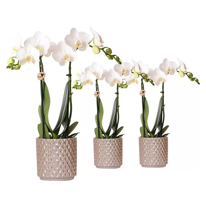 Piardino Schmetterlingsorchidee - Phalaenopsis Hybride, Topfgröße: 9 cm, Aufrecht, Farbe Topf: Rosa - Drei getopfte weiße Phalaenopsis-Orchideen mit grünen Blättern in hellrosa/beigefarbenen Keramiktöpfen mit geometrischem Strukturmuster.