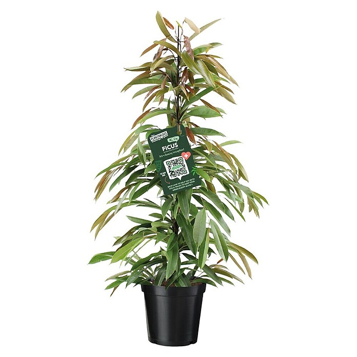 Piardino Birken-Feige (Ficus 'Amstel King', Topfgröße: 21 cm) | BAUHAUS