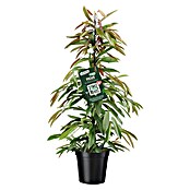 Piardino Birken-Feige (Ficus 'Amstel King', Topfgröße: 21 cm) | BAUHAUS