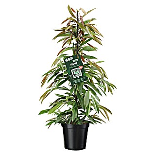 Piardino Birken-Feige (Ficus 'Amstel King', Topfgröße: 21 cm)