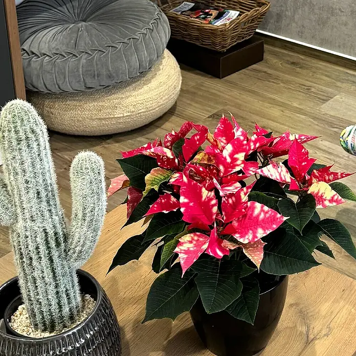 Piardino Weihnachtsstern - Euphorbia pulcherrima, Topfgröße: 13 cm, Rosa - Eine Nahaufnahme eines Kaktus in einem Topf neben einem roten Weihnachtsstern auf einem Holztisch.