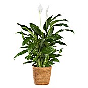 Spathiphyllum floribundum 19 im Korb