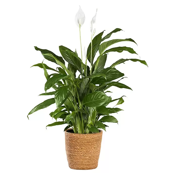 Piardino Blattfahne - Spathiphyllum floribundum, Topfgröße: 19 cm - Üppige grüne Friedenslilienpflanze mit weißen Blüten in einem natürlichen geflochtenen Topf.