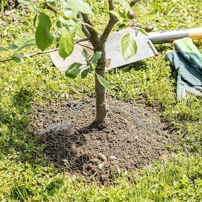 Windhager Wühlmauskorb - Ø x H: 35 x 40 cm - Junge Obstbaumsetzlinge mit Schaufel und Handschuhen im Garten, durch Drahtgeflecht vor Nagetieren geschützt.