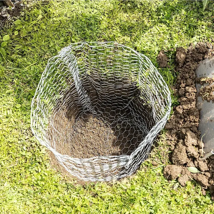 Windhager Wühlmauskorb - Ø x H: 35 x 40 cm - Draufsicht auf einen mit Erde gefüllten Drahtkorb im Gras, der zum Schutz von Pflanzen vor Wühlmäusen dient.