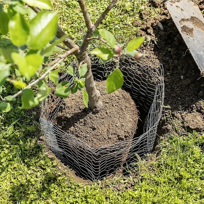 Windhager Wühlmauskorb - Ø x H: 35 x 40 cm - Ein junger Baum, der in einem Drahtgeflecht geschützt im Garten gepflanzt wurde. Es dient dem Schutz vor Nagetieren.
