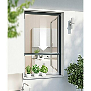 Windhager Insektenschutz-Fensterrollo Plus (B x H: 100 x 160 cm, Montage Insektengitter: Kleben, Farbe Rahmen: Anthrazit)