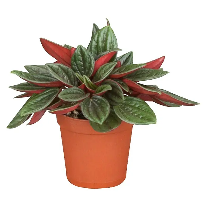 Piardino Sukkulenten - Topfgröße: 6 cm - Rote und grüne Peperomia in Terrakotta-Topf. Zimmerpflanze mit dekorativen Blättern für eine lebendige Atmosphäre.