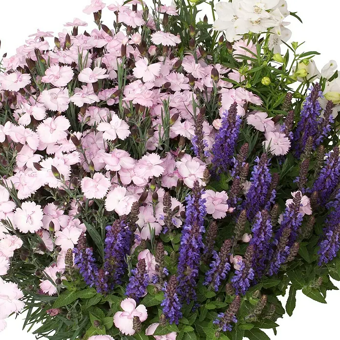 Piardino StaudeStauden in Arten & Sorten, Topfgröße: 23 cm - Nahaufnahme eines Blumenarrangements mit rosa Nelken, blauem Salbei und weißen Zierblumen, das eine harmonische Farbkombination bietet.