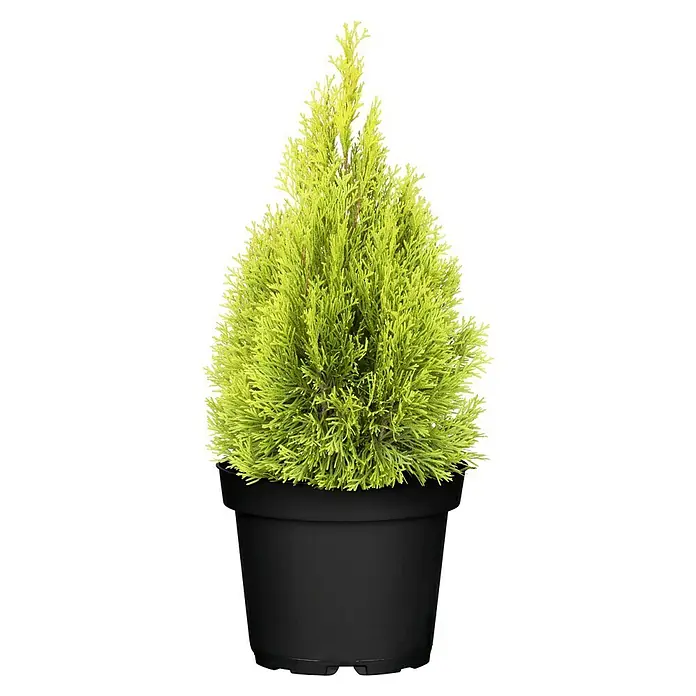Piardino Lebensbaum - Thuja occidentalis 'Golden Smaragd', Topfgröße: 19 cm - Gelbgrüne Zypresse in einem schwarzen Topf. Die Pflanze hat eine kegelförmige Form und eine dichte, buschige Textur.