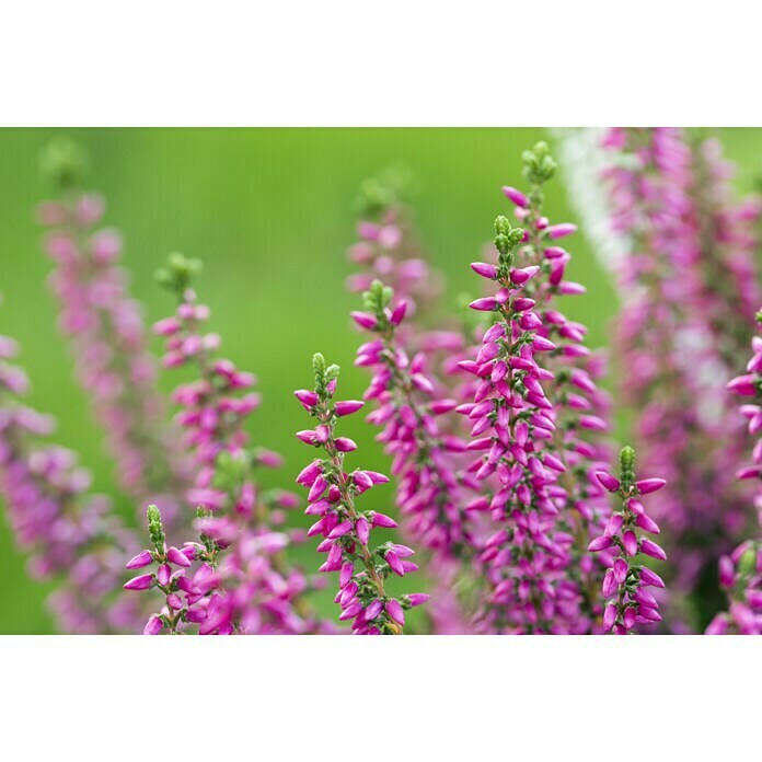 Besenheide (Calluna vulgaris Beauty Ladies Trios, Topfgröße: 13 cm, 3-farbig)