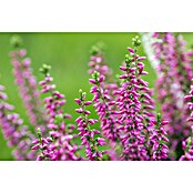 Besenheide (Calluna vulgaris Beauty Ladies Trios, Topfgröße: 13 cm, 3-farbig)