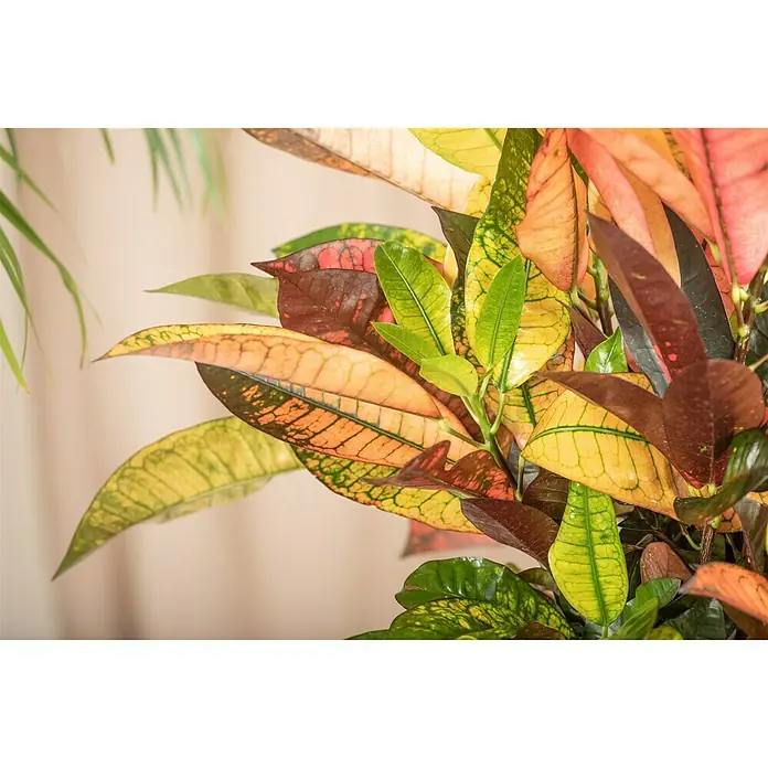 Piardino Kroton XXL - Codiaeum variegatum 'Mrs. Iceton', Topfgröße: 27 cm - Ein farbenfrohes Arrangement aus Croton-Blättern mit lebendigen roten, gelben und grünen Farbtönen, die eine tropische und dekorative Note verleihen.