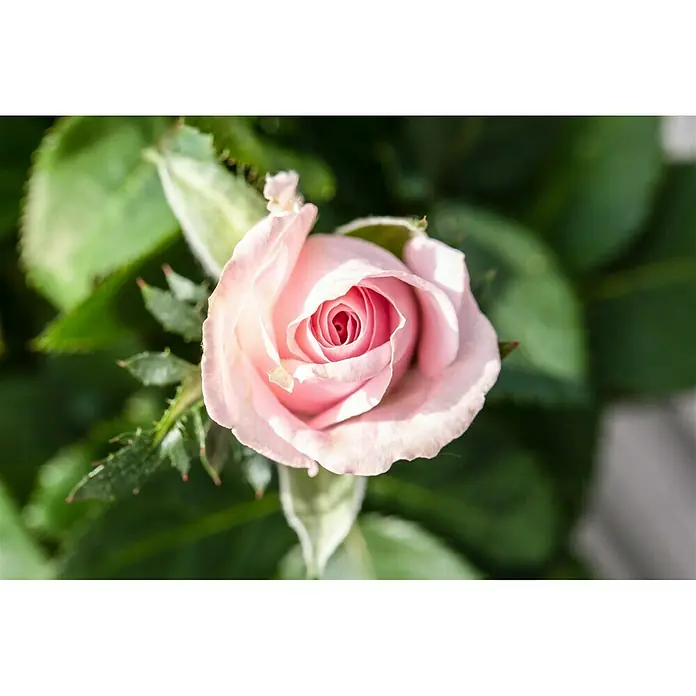 Piardino Topfrose Kordana - Rosa Kordana, Topfgröße: 11 cm, Sortenabhängig - Nahaufnahme einer zarten, hellrosa Rose, die ihre eleganten Blütenblätter und die filigrane Textur im Detail zeigt.