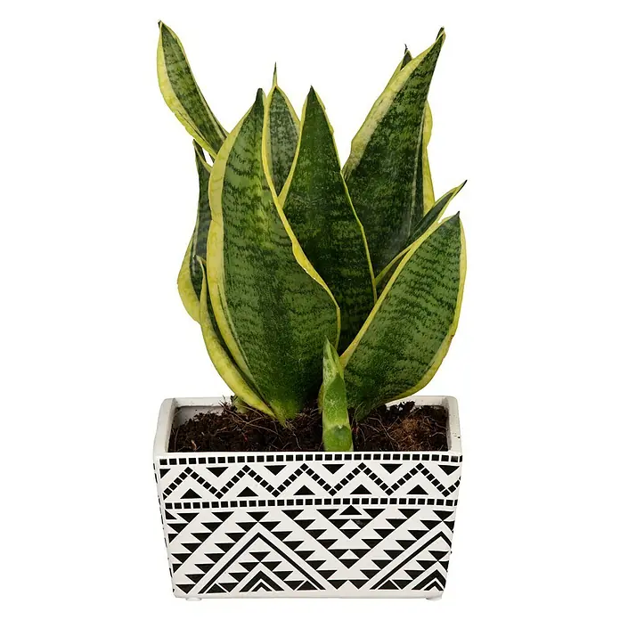Piardino Zimmerpflanzen-Mix - Verschiedene Sorten, Topfgröße: 15 cm - Eine Sansevieria trifasciata 'Laurentii' in einem dekorativen, geometrisch gemusterten Topf, ideal als pflegeleichte Zimmerpflanze.
