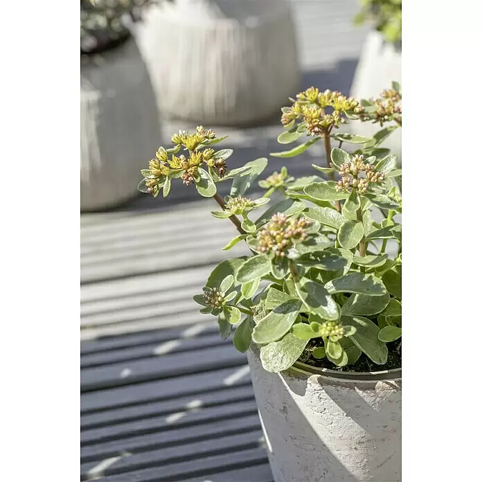 Piardino Garten-Fettblatt - Sedum kamschaticum, Topfgröße: 13 cm, Gelb, Orange - Stimmungsaufnahme