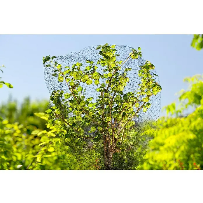 Gardol Vogelschutznetz Premium - 5 x 4 m - Das Bild zeigt einen Baum, der mit einem schwarzen Vogelschutznetz bedeckt ist, um die Früchte vor Vögeln zu schützen.