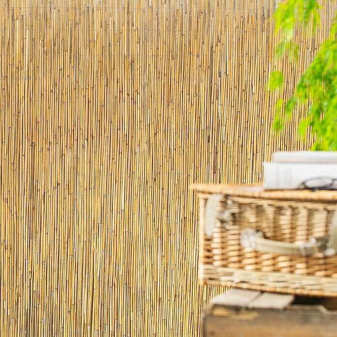 Windhager Sichtschutzmatte Nantai (L x H: 600 x 200 cm, Schilfrohr) | BAUHAUS