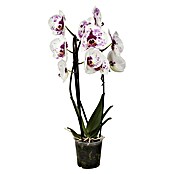 Phalaenopsis Hybride12 Cyrene rosa  2