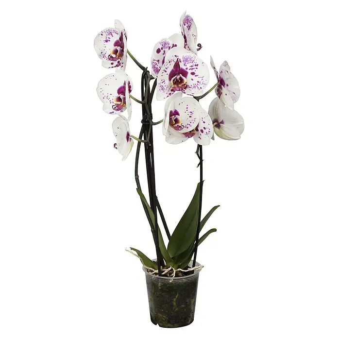 Piardino Schmetterlingsorchidee - Phalaenopsis Hybride, Topfgröße: 12 cm, Weiß, Rosa, Creme, Aufrecht - Nahaufnahme einer Topf-Orchidee mit weißen Blütenblättern und purpurfarbenen Akzenten, die eine elegante und lebendige Note verleiht.