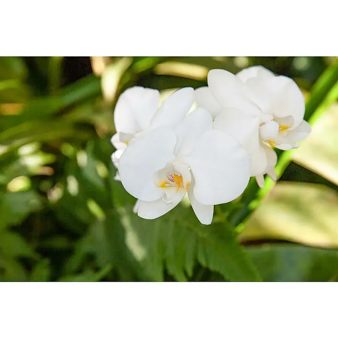 Piardino Schmetterlingsorchidee - Phalaenopsis Hybride, Topfgröße: 12 cm, Weiß, Rosa, Creme, Aufrecht - Nahaufnahme von strahlend weißen Orchideenblüten, die ihre zarten Blütenblätter und gelben Akzente in der Mitte präsentieren.
