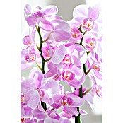 Phalaenopsis Hybride12 Cyrene rosa  2