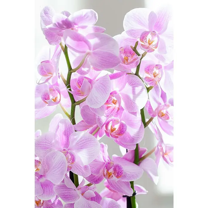 Piardino Schmetterlingsorchidee - Phalaenopsis Hybride, Topfgröße: 12 cm, Weiß, Rosa, Creme, Aufrecht - Nahaufnahme einer blassrosa Orchidee mit grünen Stielen, die die zarte Eleganz und filigrane Schönheit der Blüte hervorhebt.