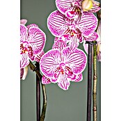 Phalaenopsis Hybride12 Cyrene rosa  2