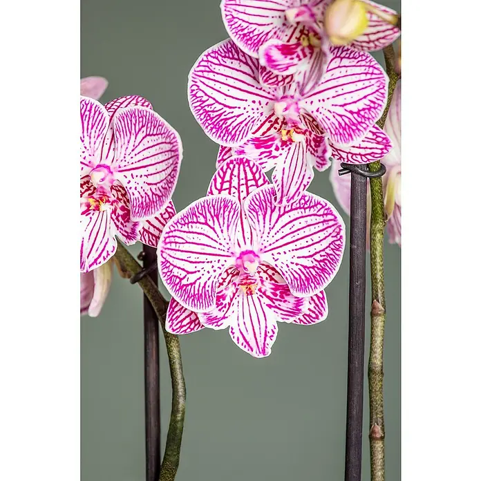 Piardino Schmetterlingsorchidee - Phalaenopsis Hybride, Topfgröße: 12 cm, Weiß, Rosa, Creme, Aufrecht - Nahaufnahme einer Phalaenopsis-Orchidee mit auffälligen pinkfarbenen Streifen, die die Schönheit und Detailgenauigkeit der Blüte hervorhebt.