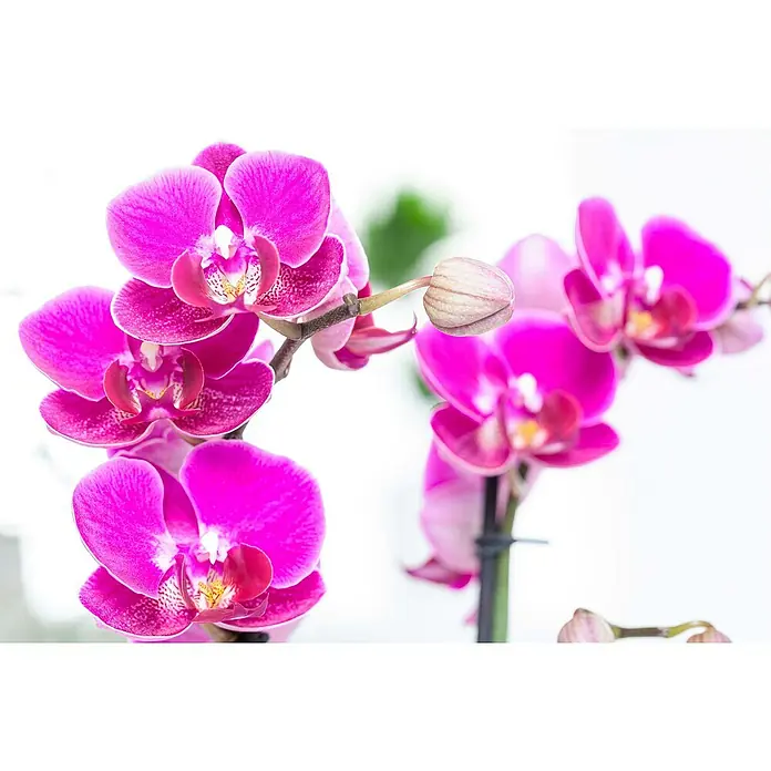 Piardino Schmetterlingsorchidee - Phalaenopsis Hybride, Topfgröße: 12 cm, Weiß, Rosa, Creme, Aufrecht - Nahaufnahme von leuchtend pinkfarbenen Orchideenblüten, die Eleganz und exotische Schönheit zeigen.