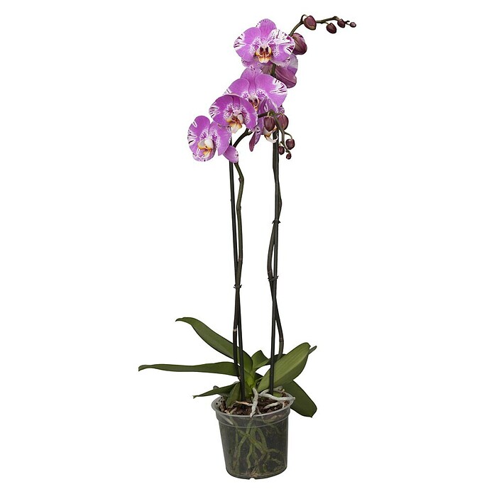 Phalaenopsis Hybride12 Cyrene rosa  2