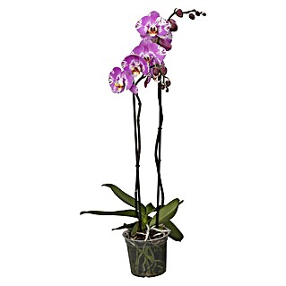 Piardino Schmetterlingsorchidee (Phalaenopsis Hybride, Topfgröße: 12 cm, Weiß, Rosa, Creme, Aufrecht)