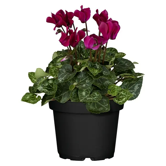 Piardino Zimmer-Alpenveilchen Midi - Cyclamen persicum, Topfgröße: 10 cm, Blütenfarbe: Sortenabhängig - Nahaufnahme einer Topfpflanze mit purpurroten Alpenveilchenblüten und herzförmigen Blättern in einem schwarzen Topf.