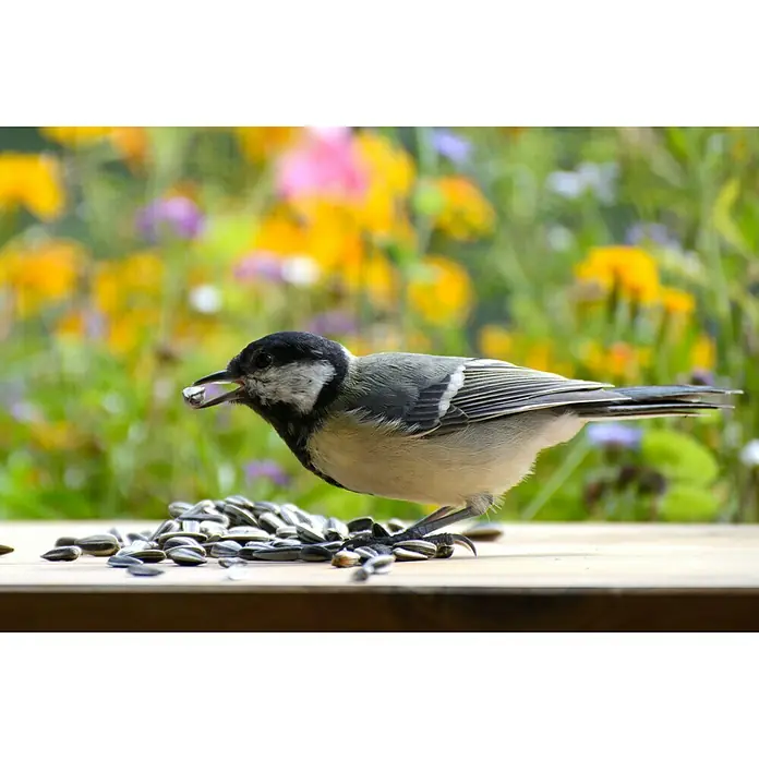 Dobar Wildvogelfutter - 20 kg, Ungeschält - Eine Kohlmeise mit einem Sonnenblumenkern im Schnabel vor einem bunten Blumenhintergrund, die das Futter genießt.