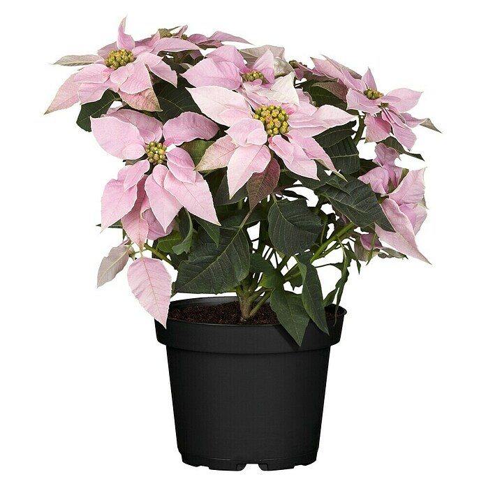 Piardino Flor de Pascua (Euphorbia pulcherrima, Tamaño de maceta: 14 cm, Mix) | BAUHAUS