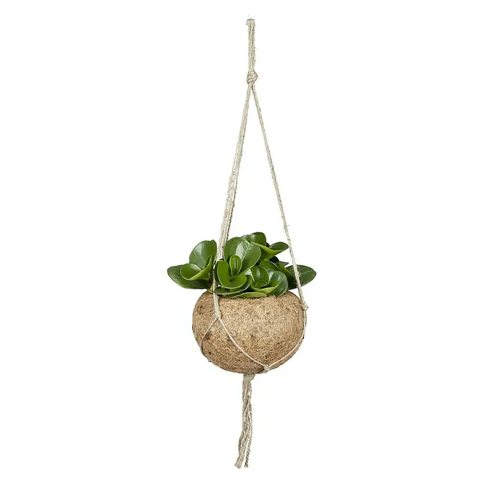 Piardino Zimmerpflanzen-Mix - Verschiedene Sorten, Topfgröße: 12 cm - Hängepflanze mit grünen Blättern in einem Kokosnusstopf, gehalten von einer Makramee-Aufhängung.