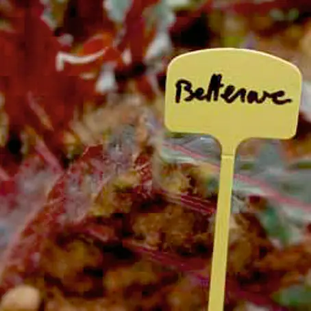 Nortene  Etiqueta para plantas Label 13